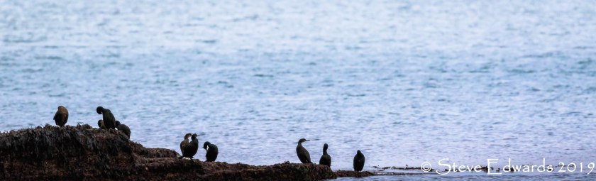 A Watchfulness of Shags