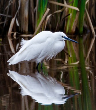 Little Egret